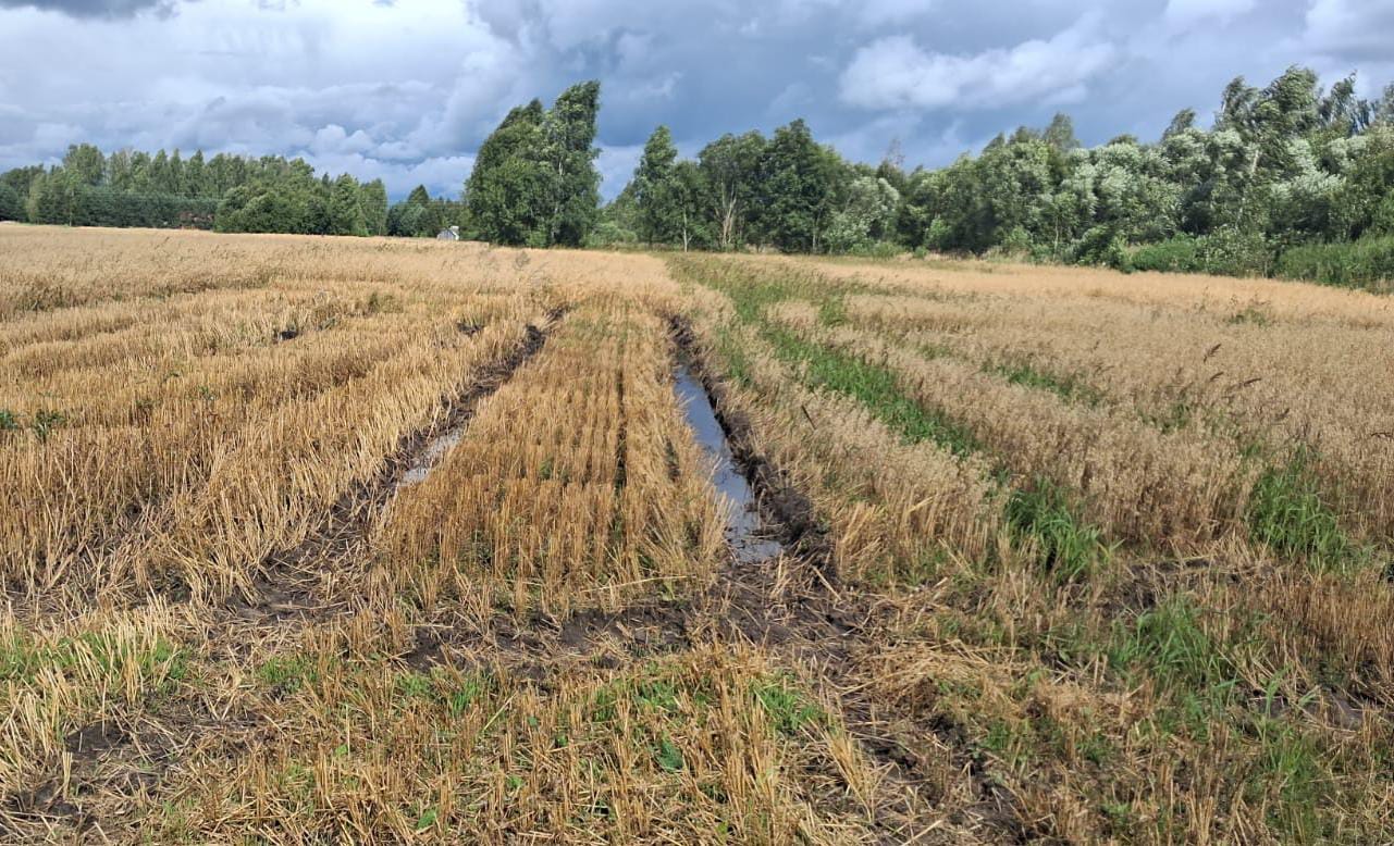 Šī gada realitāte – lopbarībai derīgi graudi, neapsēti tīrumi, bojāti kartupeļi